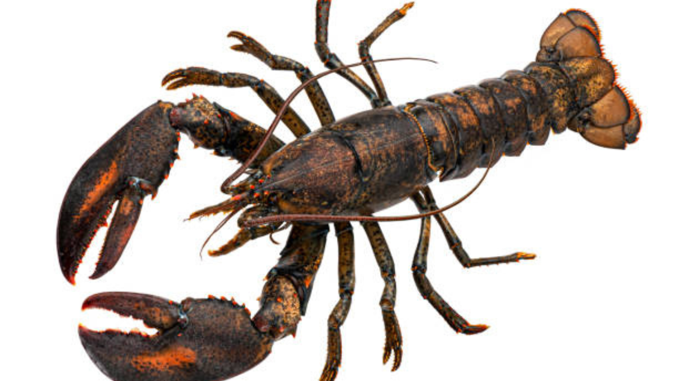 How to Cut Lobster Prepare this Delectable Seafood