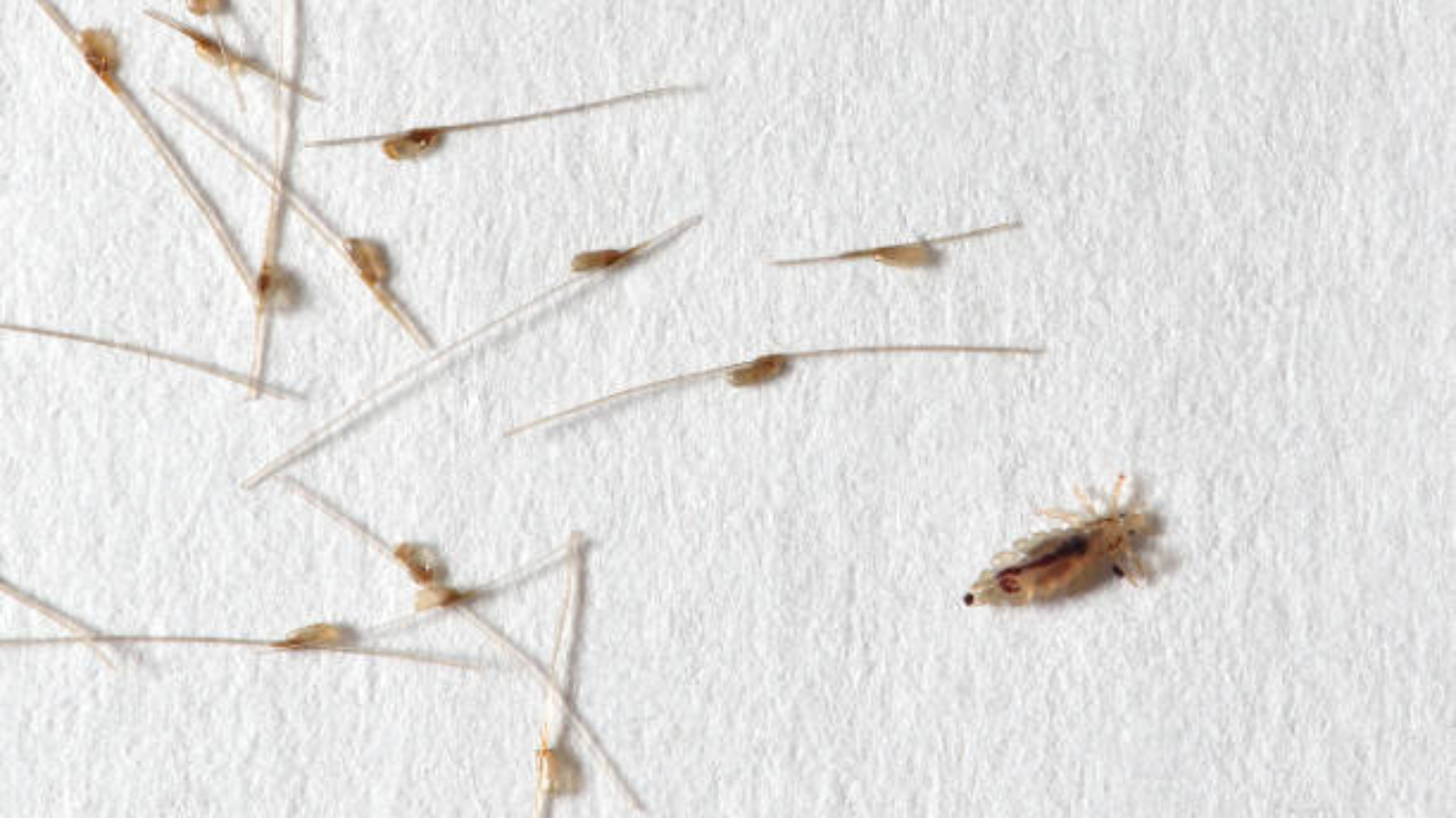 Prevent Lice Eggs from Hatching Strategies for Lice Control