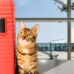 how to take two cats on a plane