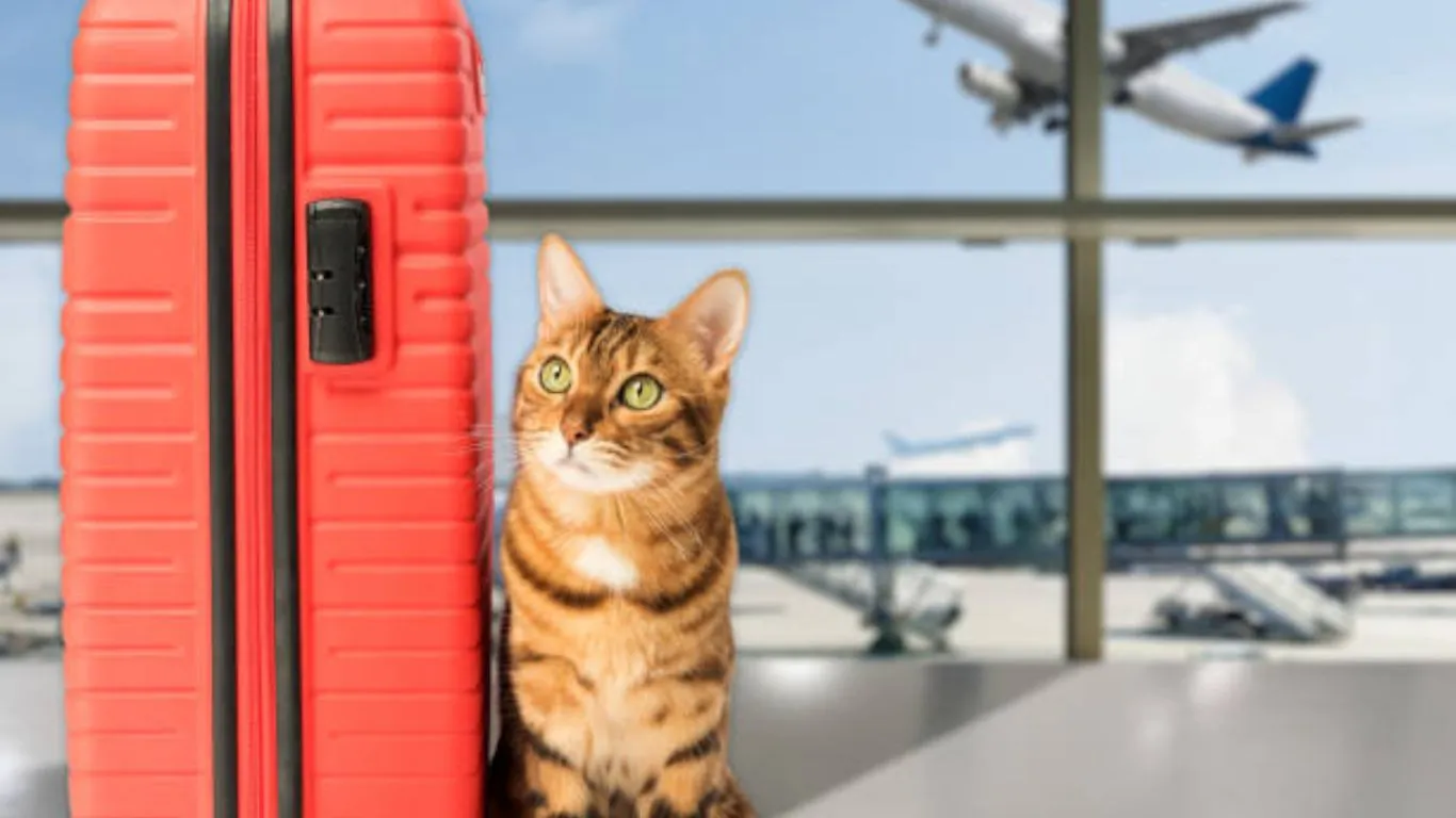 how to take two cats on a plane