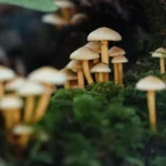 how to store magic mushrooms