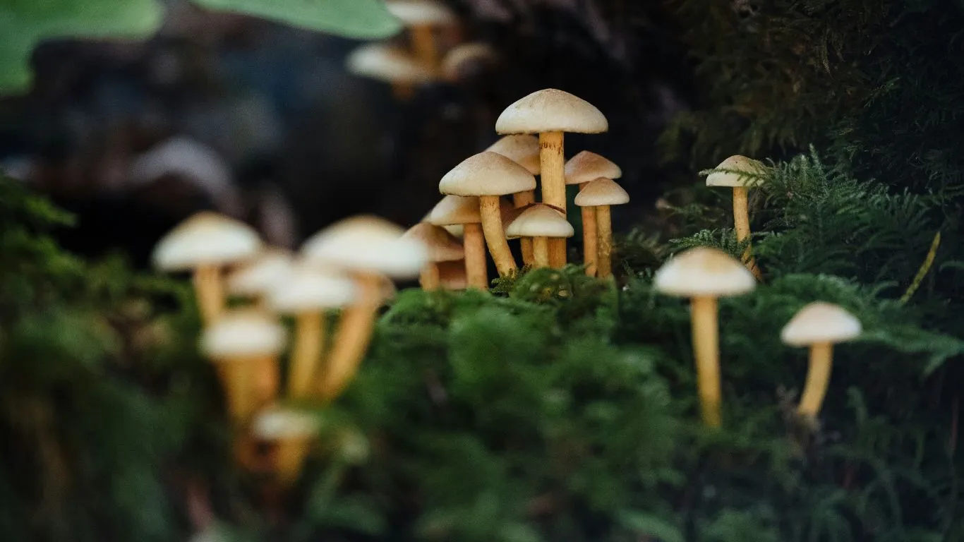 how to store magic mushrooms
