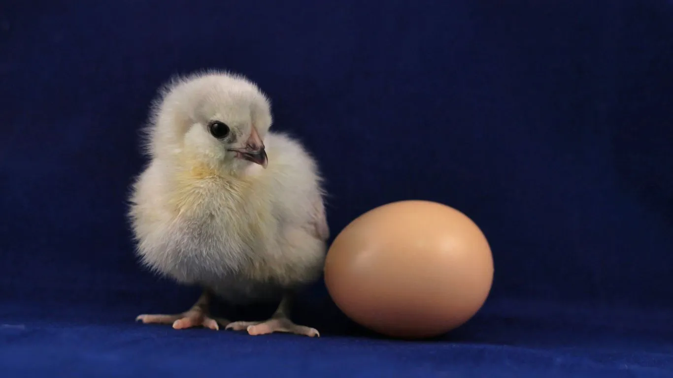 how to breed chicken without eggs