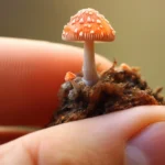 How Long Does It Take for Shrooms to Kick In