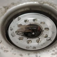 How to Get Rid of Drain Flies